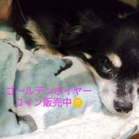 🉐50億コイン🌸|ゴールデンホイヤー